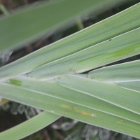 Iris domestica (L.) Goldblatt & Mabb.